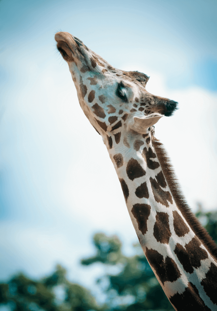 Ad Rocket Website Builder