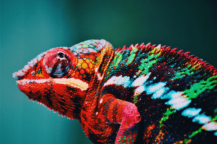 Ad Rocket Website Builder